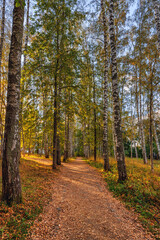 path in autumn forest