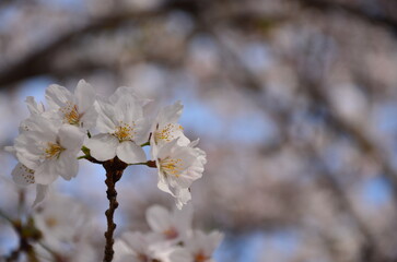 blossom in spring