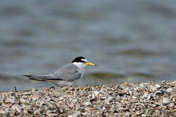 Little tern // Zwergseeschwalbe  (Sternula albifrons)