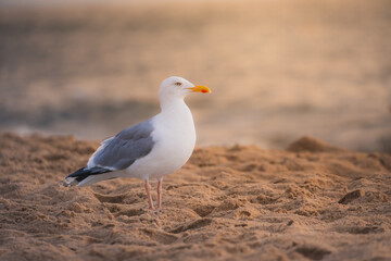 Sea bird beach gold hour