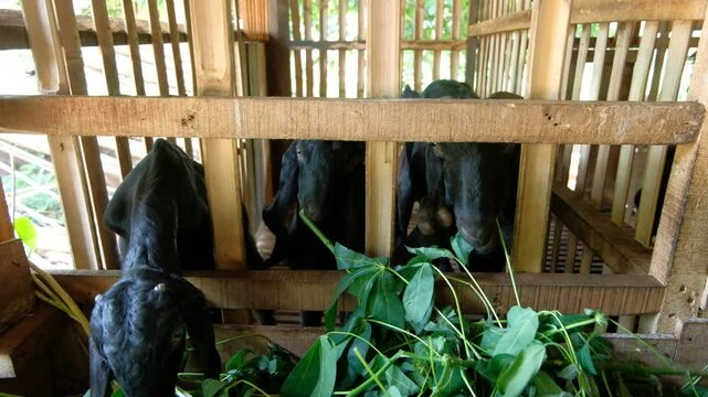 Javanese goat eating leaves in the cage