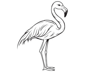 Illustration of a flamingo, Flamingo vector, Outline of a flamingo