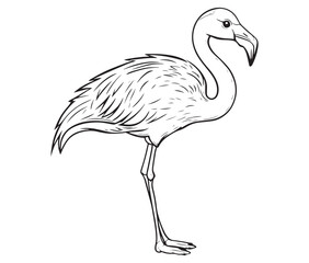 Illustration of a flamingo, Flamingo vector, Outline of a flamingo