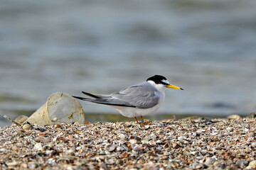 Zwergseeschwalbe (Sternula albifrons) sitzt neben einem weggewofenen Plastikbecher // Little tern...