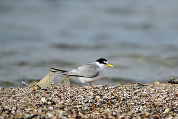 Little tern (Sternula albifrons) sitting next to a discarded plastic cup // Zwergseeschwalbe (Sternula albifrons) sitzt neben einem weggewofenen Plastikbecher