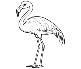 Illustration of a flamingo, Flamingo vector, Outline of a flamingo