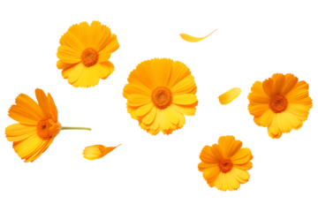 Levitation of calendula flowers isolated on a transparent background.