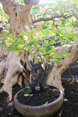 Bonsai is a plant or tree that is dwarfed in a shallow pot with the aim of making a miniature of...