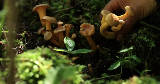 Chanterelle mushrooms growing in forest