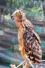 A close up of a Eurasian eagle owl perched on a branch and staring forward. The eyes are penetrating the viewer.