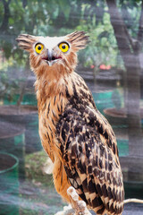 A close up of a Eurasian eagle owl perched on a branch and staring forward. The eyes are penetrating the viewer.