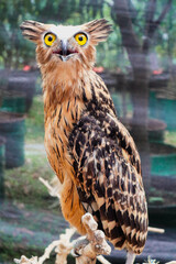 A close up of a Eurasian eagle owl perched on a branch and staring forward. The eyes are penetrating the viewer.
