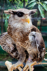 A close up of a Eurasian eagle owl perched on a branch and staring forward. The eyes are penetrating the viewer.
