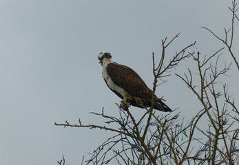 osprey in the tree branch