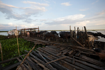 Asian swamp buffalo