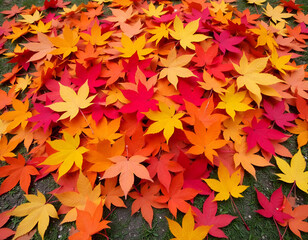 Fototapeta premium Pile of colorful autumn leaves, including orange, red, and yellow maple leaves, scattered on the ground