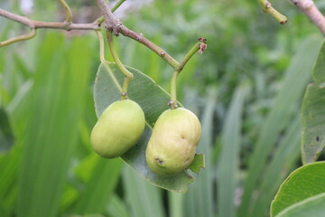 Syzygium jambos on plant in nursery