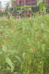 Fototapeta premium green colored jute farm on field