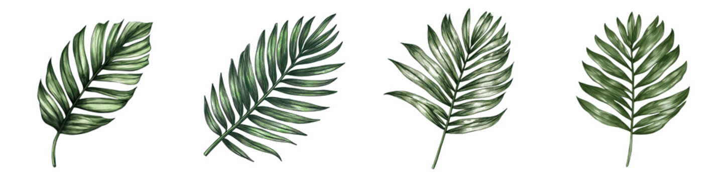 Vibrant Tropical Foliage   Lush Exotic Leaves and Plants in Botanical Garden Setting  Closeup of beautiful green palm fronds monstera leaves and other tropical foliage in a natural