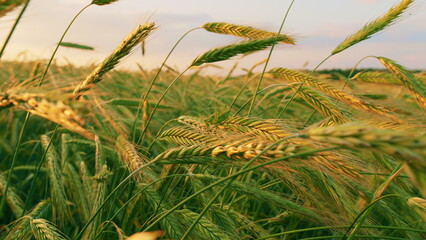 Ears Of Green Wheat On Field Sunset Lifestyle. Green Young Wheat Sprouts Sway In Wind On Field....