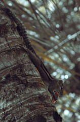 Fototapeta premium Lizard on Tree Bark: Camouflaged in Nature