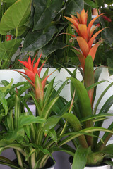 guzmania lingulata flower plant on nursery