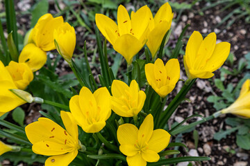 Obraz premium Sternbergia lutea, the autumn daffodil, fall daffodil, lily-of-the-field, or yellow autumn crocus, is a bulbous flowering plant with yellow flowers which appear in autumn.