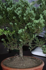 Chinese juniper bonsai plant on nursery