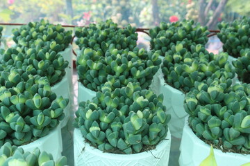 Delosperma lehmannii plant on nursery
