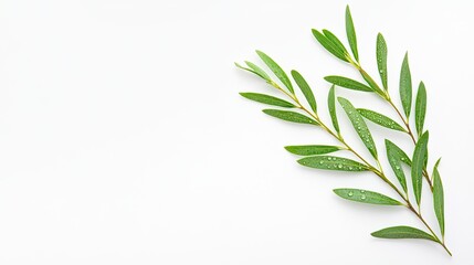Fototapeta premium Horizontal Melaleuca Alternifolia (Tea Tree) Branch with Green Needle-Like Leaves and Water Droplets on White Background