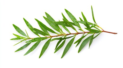 Horizontal Melaleuca Alternifolia (Tea Tree) Branch with Green Needle-Like Leaves and Water Droplets on White Background