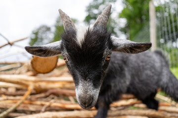 A baby goat checking out the camera.