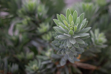 close up of a plant