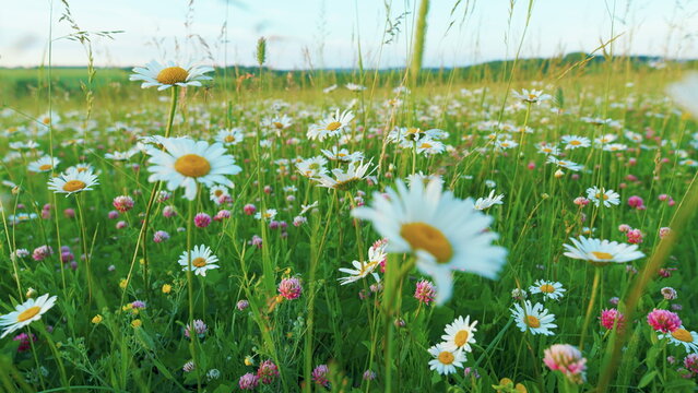 Daisies And Clover Growing In A Field. Summer Meadow With Colorful Wild Flowers. Blooming Daisy And Pink Clover Wild Flowers. Chamomile And Wild Clover Flowers. Moves slowly.