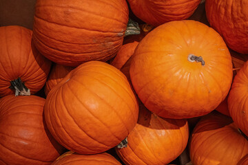 Close up of huge pumpkins stacked