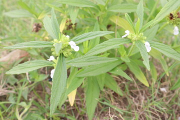 Leucas zeylanica plant on farm for harvest