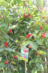 Syzygium aqueum fruit plant on nursery