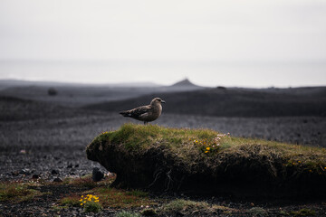 The great skua sitting on a rock in icealand