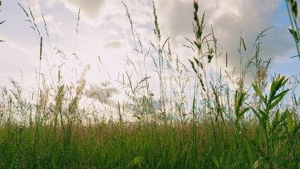 Sunset Sky Over Green Meadow. Walking In Grass With Clear Blue Sky In Background. Field Of Young Green Grass Against Blue Sky. Gimbal shot.