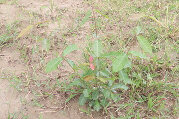Ichnocarpus frutescens medicinal plant on forest
