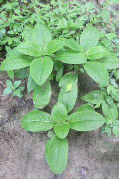 trichanthera gigantea flower plant on forest