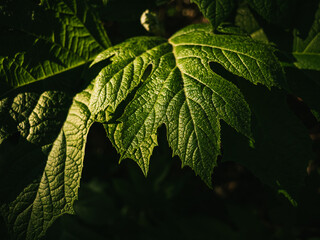 Plant leaves in the garden