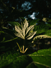 Plant leaves in the garden