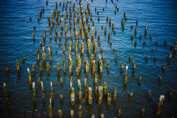 old wooden coastal poles in water covered with algaes