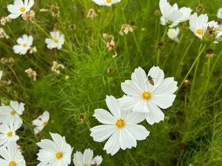 Fototapeta premium white cosmos flowers. bees perched on white cosmos flowers. cosmos bipinnatus flower in the garden