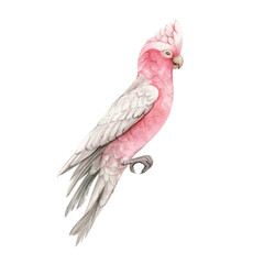 Pink cockatoo on a branch hand drawn in watercolor and isolated. © dalidasia