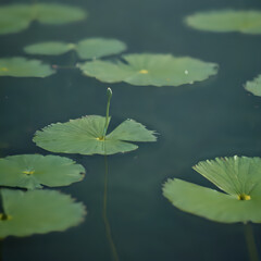 a small white flower in the middle of a pond