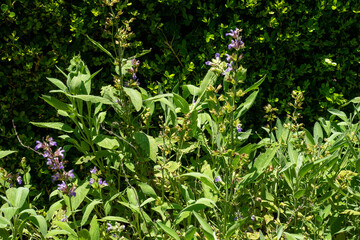 Purple flowers of common sage (salvia officinalis) in a sunny garden