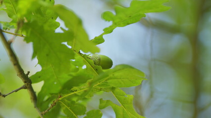 Green Acorn On Oak. Oak Acorns On Tree Branch And Green Leaves. Early Green Acorn Nuts And Oak Tree...
