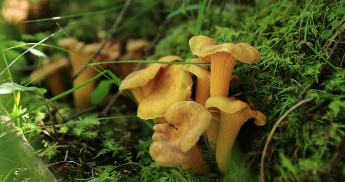 Chanterelle mushrooms growing in forest